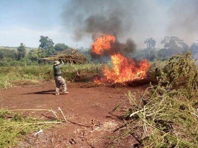 Foram destruídas 125 toneladas de maconha