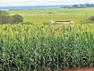 Lavouras de milho safrinha de Mato Grosso do Sul estão tendo precipitações de chuvas mais intensas neste ano