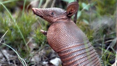 Tatu-galinha (foto ilustrativa)