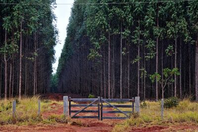 Estado tem hoje maciço florestal de 1 milhão de hectares plantados
