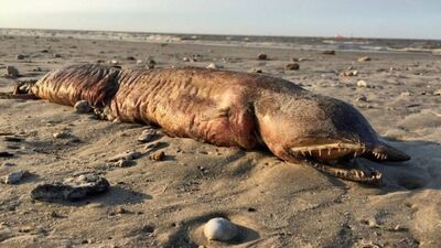 Preeti Desai usou as redes sociais para tentar identificar esse animal, que encontrou numa praia em Texas City