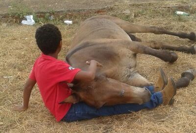 Criança foi vista consolando o animal que foi atropelado