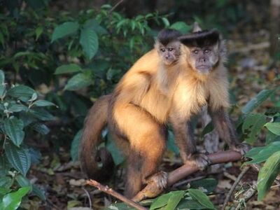 Macacos-prego na região da Vila Santo Eugênio, no sudeste da Capital
