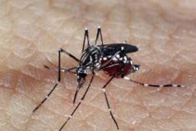 Segundo o artigo, a pesquisa tem um valor importante na busca por vacinas contra os vírus dengue e zika