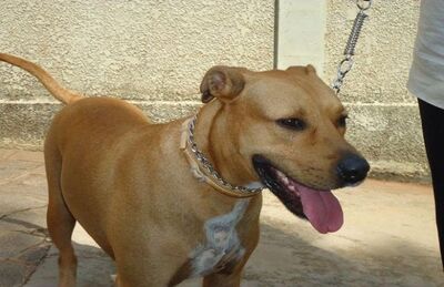 Cão Scooby, símbolo do tratamento veterinário contra leishmaniose