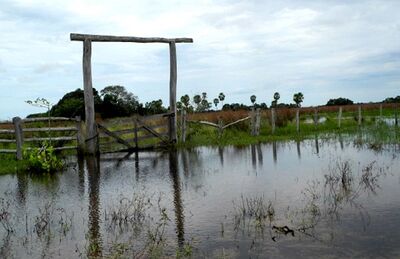Chuva na planície provocou uma cheia antecipada este ano no Pantanal de MS, segundo pesquisador da Embrapa Pantanal
