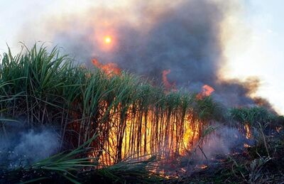 Desde janeiro deste ano, prática de queima da palha da cana-de-açúcar foi abandonada e substituída pela colheita mecanizada no estado de São Paulo