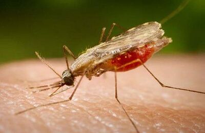 O Anopheles é o transmissor da malária, que tem cura, se for tratada logo e de forma adequada