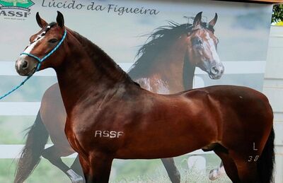 Cavalo ostenta o título de Campeão dos Campeões de 2017