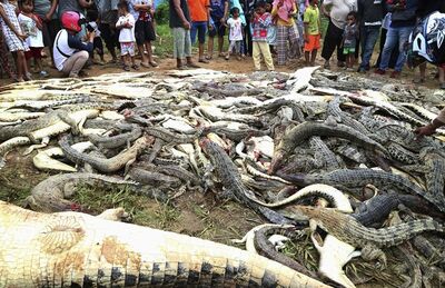 Foto de 14 de julho mostra carcaças de crocodilos mortos em Sorong, na Indonésia