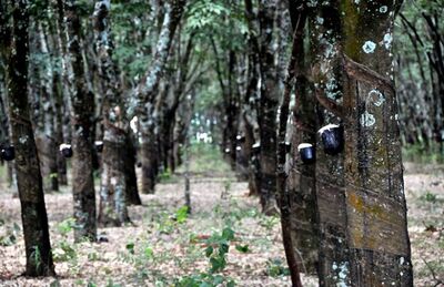 Cassilândia, com 7,4 milhões de árvores plantadas, e Aparecida do Taboado, com 1,8 milhão, lideram segmento no Estado