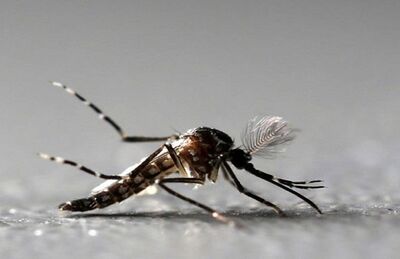 Mosquito Aedes Aegypti é alvo de campanha em todo país para combater dengue, chikungunya e zika