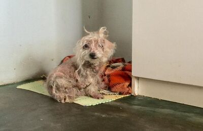 Cachorrinha Sandy insiste em permanecer na casa dos donos que morreram