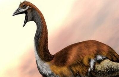 O pássaro gigante de Madagascar pesava meia tonelada e tinha 3 metros de altura. Pesquisas mostram que ele pode ter sido extinto por ação de seres humanos