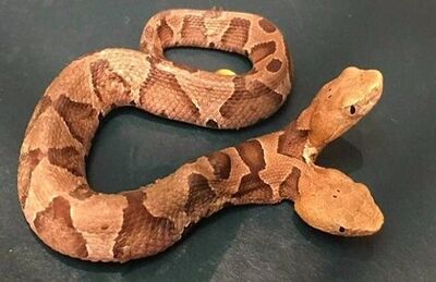 Cobra de duas cabeças foi encontrada em jardim nos EUA