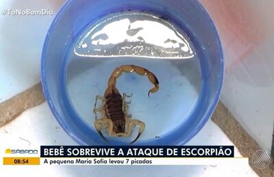 Criança foi picada sete vezes por escorpião na Bahia