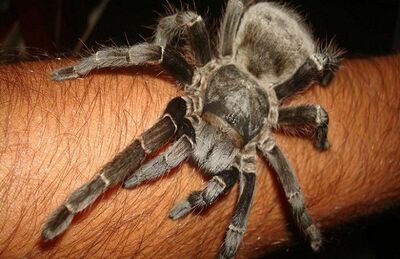Analgésico feito a partir de substância extraída de aranha é desenvolvido no Brasil