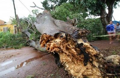 Árvore foi derrubada pelo vento no bairro Aero Rancho.