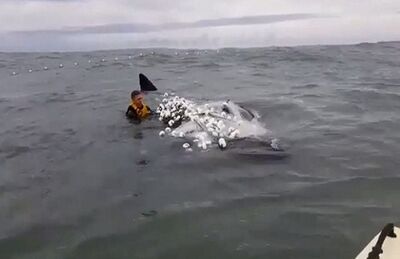 Filhote de baleira preso em redes de pesca é resgatado por surfista em Laguna