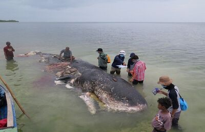 Baleia cachalote encontrada morta em ilha na Indonésia