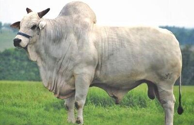 Bardo TE, quase 1 tonelada e meia de peso, foi um grande reprodutor da raça nelore que morreu em 2014