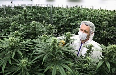 A Canopy Growth, uma das maiores produtoras de cannabis do Canadá, é avaliada em mais de US$ 10 bilhões.