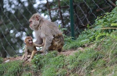 Vacina contra HIV testada em macacos rhesus protege contra o vírus
