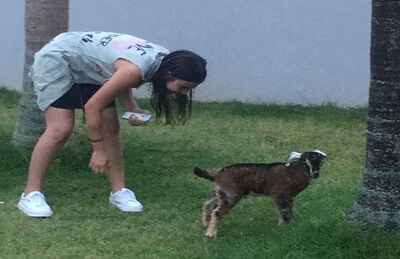 Mini bode foi batizado com o nome de Uni e tem 32 dias Foto: Arquivo Pessoal/Ana Clara Medeiros