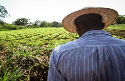 Plantação na Comunidade Quilombola Buriti, em Campo Grande.