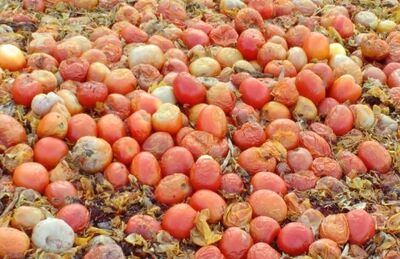 Agricultores descartam tomate devido a queda de preço em Ribeirão Branco