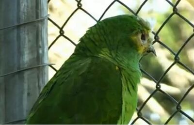 Papagaio Freddy Krueger, do Zoológico de Cascavel, coleciona histórias curiosas