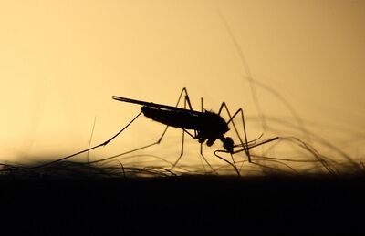 Mosquito Aedes aegypti transmite a dengue, zika e chikungunya