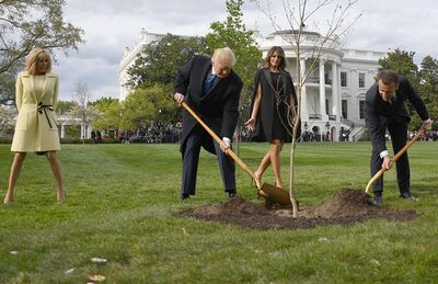 Donald Trump e Emmanuel Macron planta uma árvore, observados por Melania e Brigitte no jardim da Casa Branca