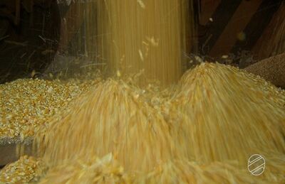 MS deve colher em 2019 a maior safrinha de milho de sua história