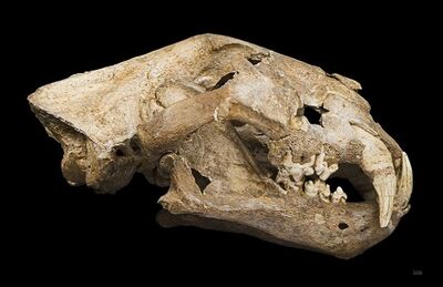 Crânio de leão-das-cavernas é encontrado na Sibéria