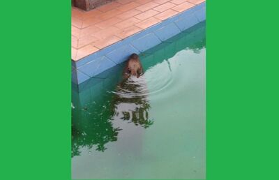 Capivara é flagrada tomando banho em piscina de clínica, em Campo Grande/MS