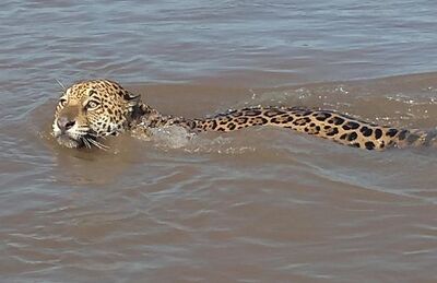 Após ser flagrada nadando, onça-pintada sumiu na mata, em Coxim/MS