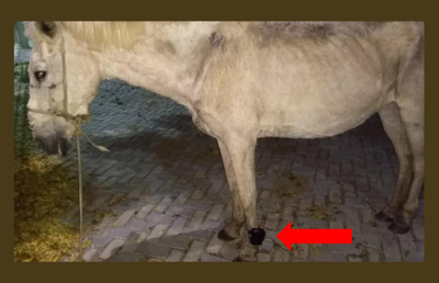 Cavalo é encontrado com tornozeleira eletrônica no município de Iguatu