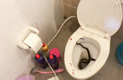 A cobra entrou em um banheiro em Nonthaburi, no centro da Tailândia