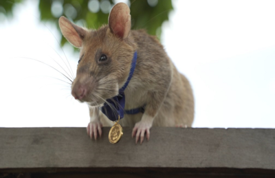 Foto divulgada pela instituição de caridade veterinária britânica PDSA mostra Magawa, um rato gigante africano, com sua medalha de ouro recebida do PDSA por seu trabalho na detecção de minas terrestres em Siem Reap, no Camboja