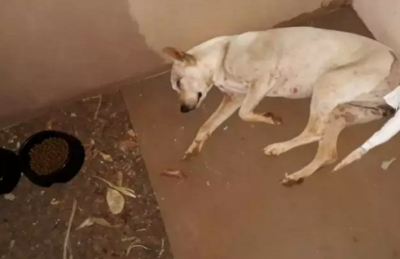 Cadelinha teve o rabo e o ânus mutilado