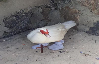 Pato resgatado estava de meia e crucifixo