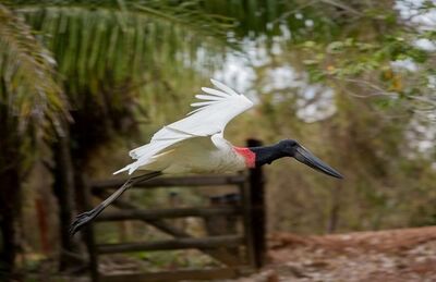 Tuiuiu na visitaçãi de aves no Pantanal de Miranda.