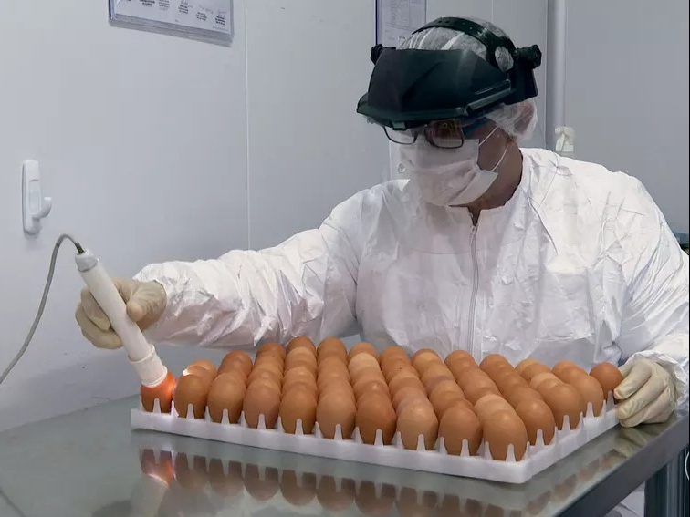 Ovos são testados, um por um. Foto: Jornal Hoje