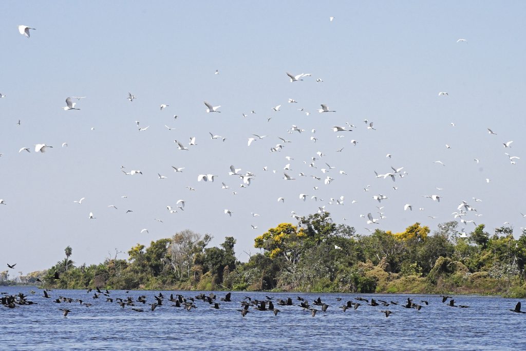 Pantanal Sul-Mato-Grossense (Foto: Bruno Rezende/Arquivo)