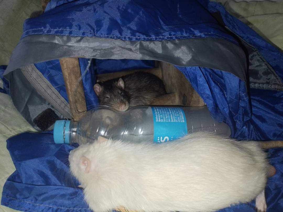 Ratos Raco e Rackison se refrescando. (Foto: Naru Street)