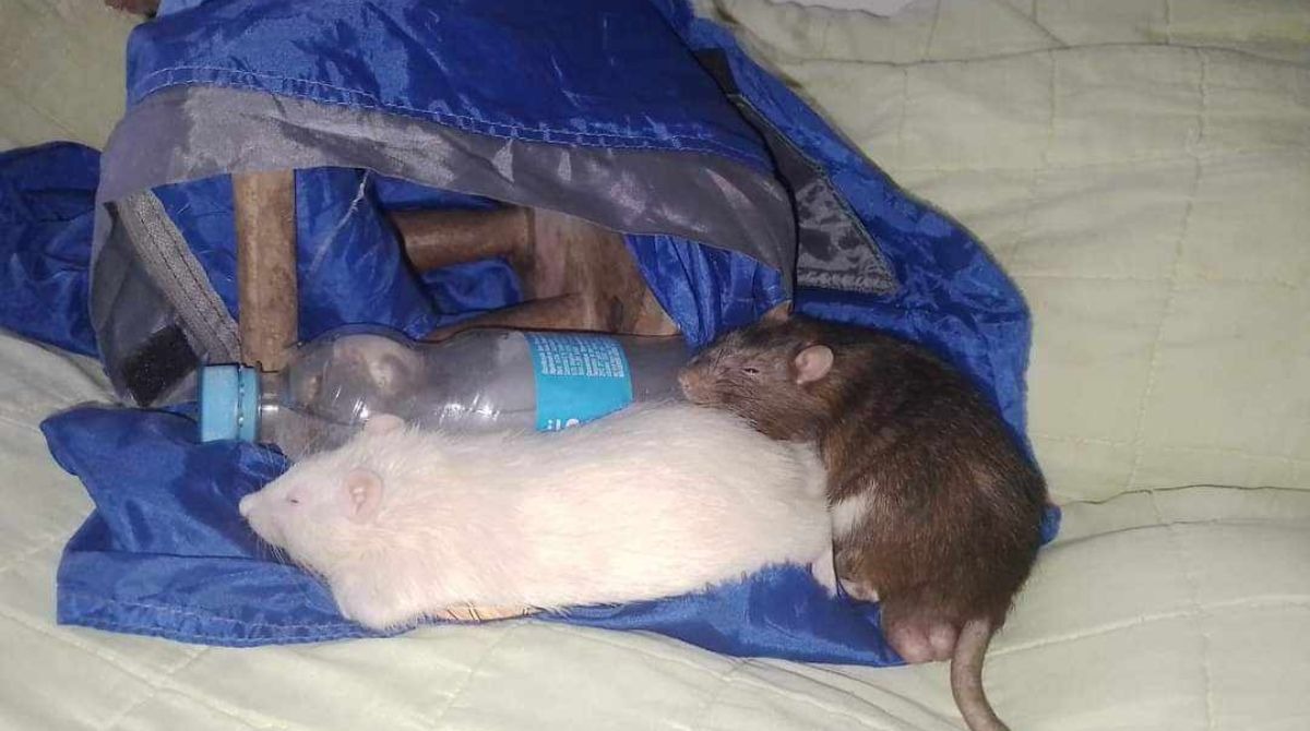 Ratos Raco e Rackison se refrescando. (Foto: Naru Street)