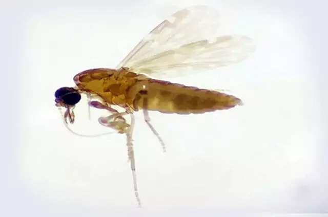 Mosquito-pólvora tem de um a três milímetros. Foto: Divulgação/Fiocruz Rondônia