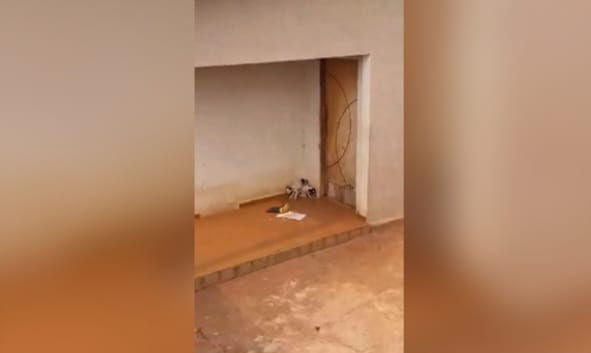 Filhotinhos acuados em um canto da área da casa. Foto: Reprodução vídeo.