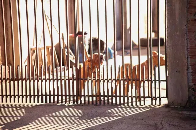 Dois dos cachorros no portão da casa, no Jóquei Clube. Foto: Paulo Francis